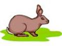 rabbit33.jpg