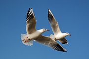 https://upload.wikimedia.org/wikipedia/commons/thumb/e/ed/Little_gulls.jpg/180px-Little_gulls.jpg
