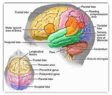Ariile cerebrale