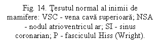 Text Box: Fig. 14. Tesutul normal al inimii de mamifere: VSC - vena cava superioara; NSA - nodul atrioventricul ar; SI - sinus coronarian; P - fasciculul Hiss (Wright).

