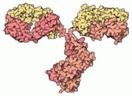 Antikörper-Molekül: schwere Ketten (rot), leichte Ketten (gelb).