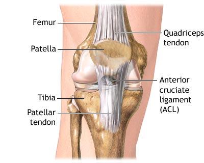 Trat. leziunii de lig. incrucisat anterior - anatomie