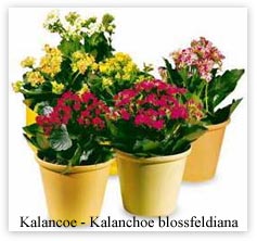 Kalancoe - Kalanchoe blossfeldiana
