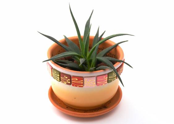 Aloe Vera - Aloe Barbadensis