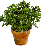 Crassula