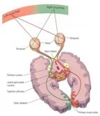 Referat - Anatomia si fiziologia plamanilor