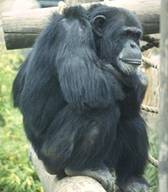 chimp