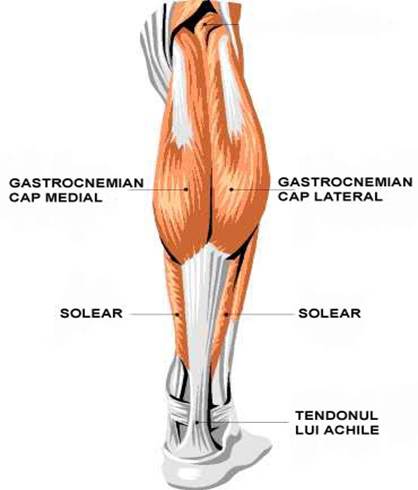 Musculatura gamba vedere spate