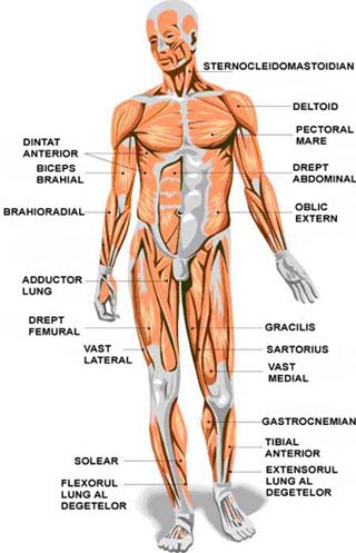 Musculatura corpului uman vedere fata