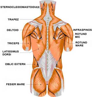 Musculatura corplui uman vedere spate