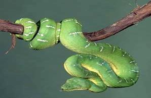 Sarpele (Boa Emerald Tree Boa).jpg - 