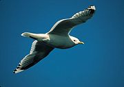 https://upload.wikimedia.org/wikipedia/commons/thumb/7/74/Larus_canus_in_flight.jpg/180px-Larus_canus_in_flight.jpg