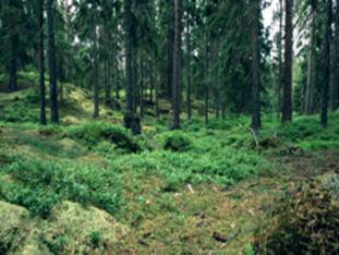 Padure de conifere (in Suedia)