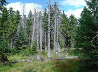 Padure de conifere (in Cehia)
