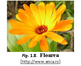Text Box:  
Fig. 1.8.  Floarea
[https://www.amia.ro]
