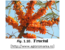 Text Box:  
Fig. 1.10.  Fructul
[https://www.agroromania.ro]
