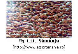 Text Box:  
Fig. 1.11.  Samanta
[https://www.agroromania.ro]
