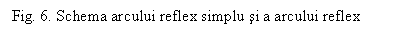 Text Box: Fig. 6. Schema arcului reflex simplu si a arcului reflex inelar