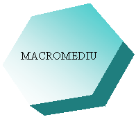 Hexagon: MACROMEDIU
