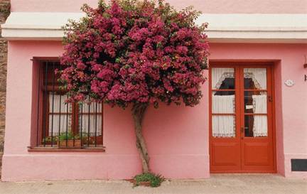 casa roz cu arbust decorativ in fata